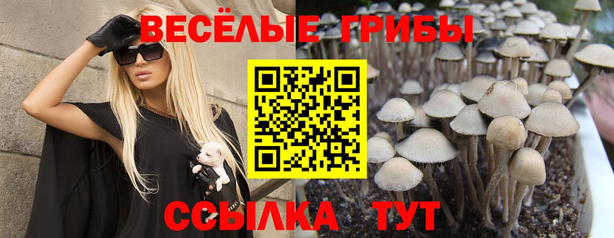 Камень-на-Оби  Галлюциногенные грибы Cubensis  Вход с VPN  Псилоцибиновые грибы GOLDEN TEACHER 
